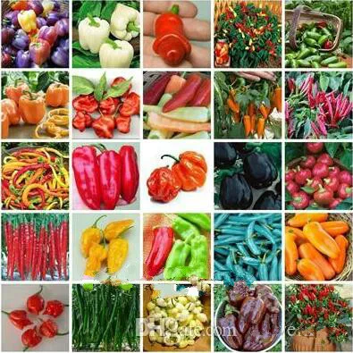 200 pcs / 1pack Mixed Pepper bonsai Vegetable DIY Growing Trouble for Home & Garden Planting
200 pcs / 1pack Mixed Pepper bonsai Vegetable DIY Growing Trouble for Home & Garden Planting