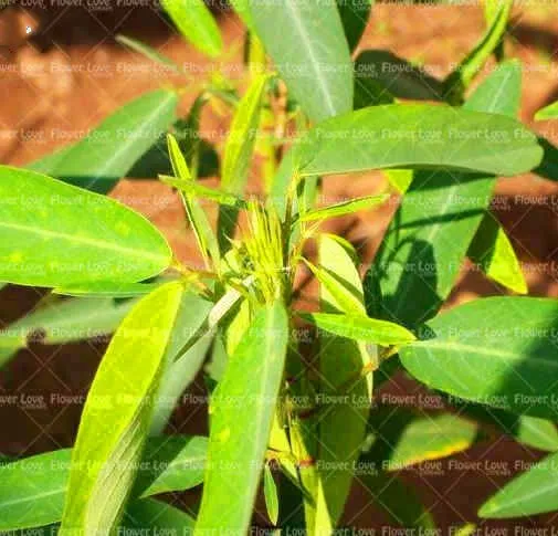 30PCS bonsai Amazing Dancing Grass flower plants Codariocalyx motorius plant Magic Grass Of Queerness Automatic
30PCS bonsai Amazing Dancing Grass flower plants Codariocalyx motorius plant Magic Grass Of Queerness Automatic