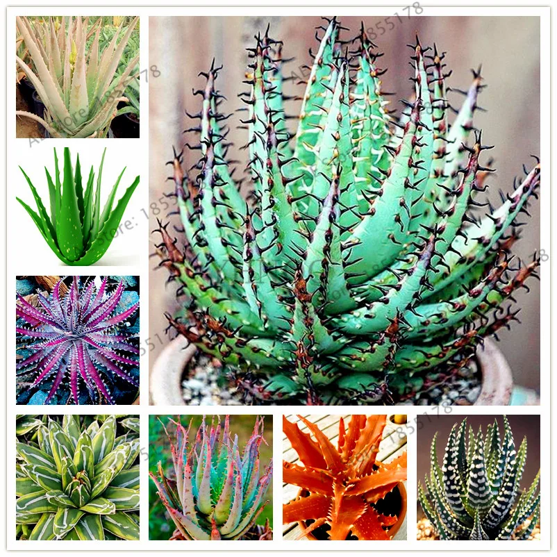 100pcs/bag Aloe vera Plantas,edible beauty Ornamental cosmetic bonsai plants for home and garden,easy to grow
100pcs/bag Aloe vera Plantas,edible beauty Ornamental cosmetic bonsai plants for home and garden,easy to grow