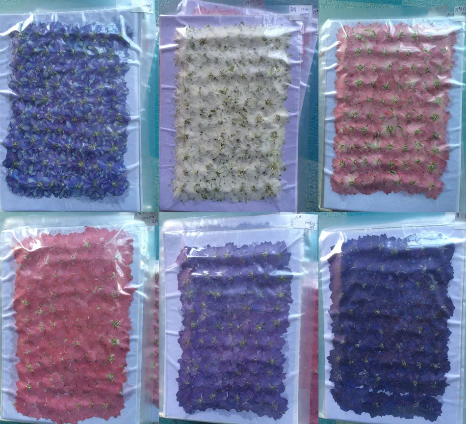 250pcs 3-4cm Pressed Dried Consolida Ajacis Flower Plant Herbarium For Jewelry Postcard Invitation Card Phone Case Craft
250pcs 3-4cm Pressed Dried Consolida Ajacis Flower Plant Herbarium For Jewelry Postcard Invitation Card Phone Case Craft