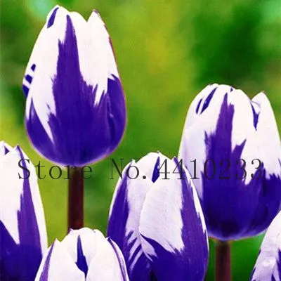 50 Pcs High-Grade Tulip Flower Bonsai Beautiful Tulipanes Garden Bonsai Balcony Pot Most Beautiful * Colorful Plants Not Flower
50 Pcs High-Grade Tulip Flower Bonsai Beautiful Tulipanes Garden Bonsai Balcony Pot Most Beautiful * Colorful Plants Not Flower