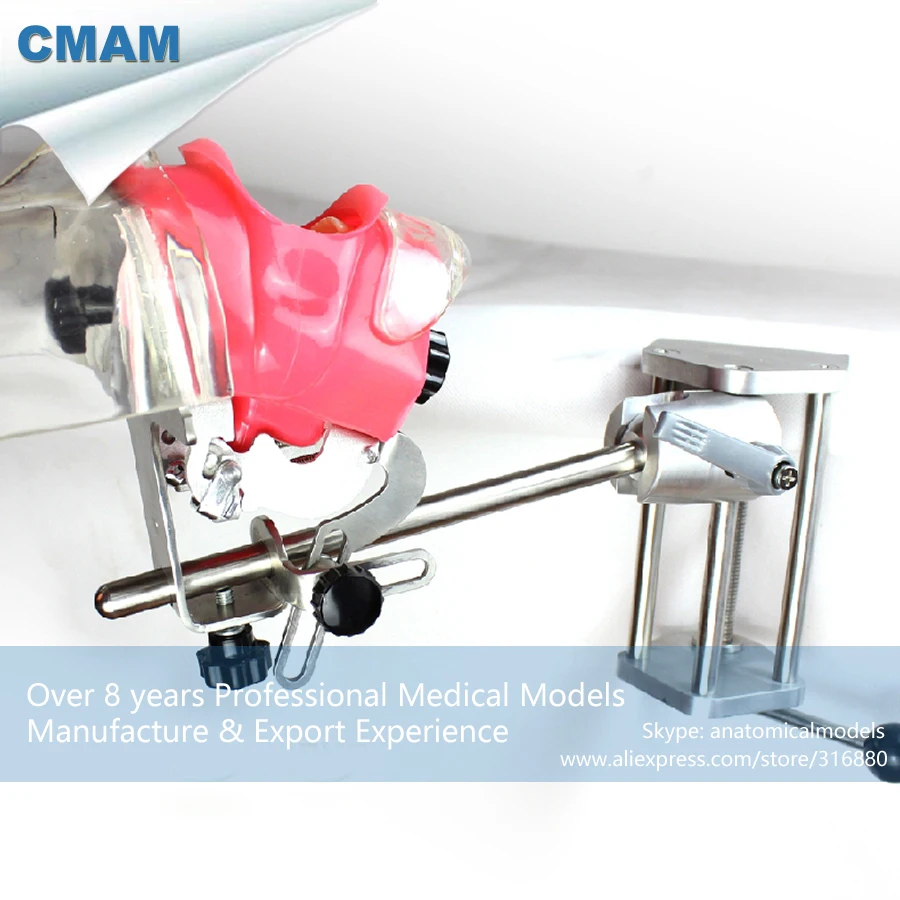 12561 CMAM-DENTAL02-2 Simulation of Human Head Model for Clinical Practice of Oral, Medical Science Dental Teaching Models
12561 CMAM-DENTAL02-2 Simulation of Human Head Model for Clinical Practice of Oral, Medical Science Dental Teaching Models