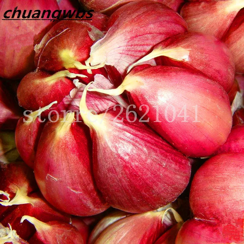 100pcs Garlic plant Healthy Bonsai Green Vegetable Plant Decoration rich in nutrition Very Easy to Grow Home & Garde
100pcs Garlic plant Healthy Bonsai Green Vegetable Plant Decoration rich in nutrition Very Easy to Grow Home & Garde