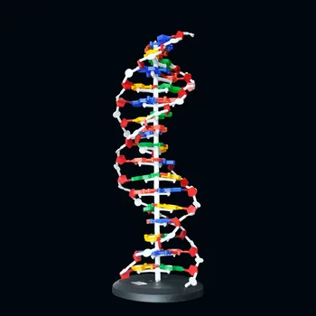 

60cm High DNA Double Helix Structure Model Base Pair Genetic Gene Biologic Teaching Aids Children Learning DIY Technology Toys