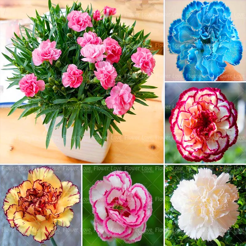 100PCS Bonsai Carnation flower plants Family Balcony Four Seasons Potted Plants Perennial Flower plant For Home Garden Planting
100PCS Bonsai Carnation flower plants Family Balcony Four Seasons Potted Plants Perennial Flower plant For Home Garden Planting