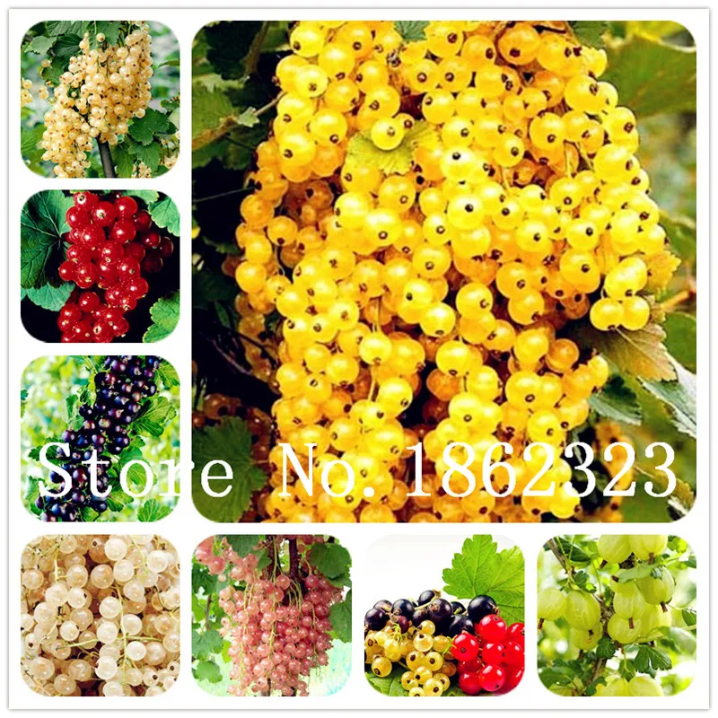 100 pcs Physalis Peruviana Delicious Fruit Golden Berry bonsai Chinese Latern Plant Gooseberry Bonsai Plant Easy Grow Fruit tree
100 pcs Physalis Peruviana Delicious Fruit Golden Berry bonsai Chinese Latern Plant Gooseberry Bonsai Plant Easy Grow Fruit tree