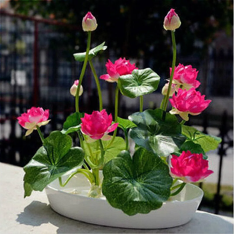 Loss Promotion!!! 10 Pcs/pack Hydroponic Flowers Small Water Lily Seeds Mini Lotus Seeds Bonsai Seeds Free Shipping
Loss Promotion!!! 10 Pcs/pack Hydroponic Flowers Small Water Lily Seeds Mini Lotus Seeds Bonsai Seeds Free Shipping