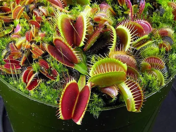 30PCS Potted Insectivorous Plant Dionaea Muscipula Giant Clip Venus Flytrap Bonsai Plant
30PCS Potted Insectivorous Plant Dionaea Muscipula Giant Clip Venus Flytrap Bonsai Plant