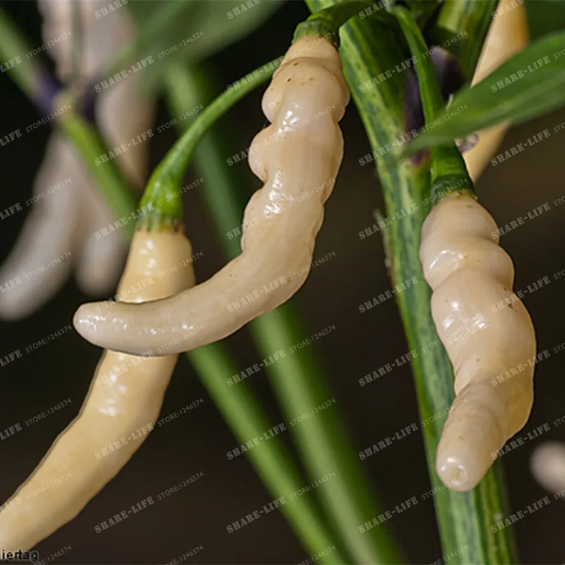Aribibi Gusano Pepper Rare Bolivian Chili Super Hot White Caterpillar Pepper Bonsai Organic Vegetable Bonsai Plant pot 100 PCS
Aribibi Gusano Pepper Rare Bolivian Chili Super Hot White Caterpillar Pepper Bonsai Organic Vegetable Bonsai Plant pot 100 PCS