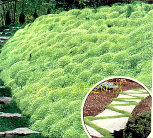 bonsai 200 pcs/bag MOSS HEIRLOOM FLOWERING GROUNDCOVER - "IRISH MOSS" FORMS LUSH GREEN CARPET
bonsai 200 pcs/bag MOSS HEIRLOOM FLOWERING GROUNDCOVER - "IRISH MOSS" FORMS LUSH GREEN CARPET
