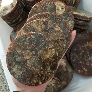 Ammonite Fossil Slice Plate Natura Shell a compassl MADAGASCAR FOSSIL SPECIMEN HEALING decoration
Ammonite Fossil Slice Plate Natura Shell a compassl MADAGASCAR FOSSIL SPECIMEN HEALING decoration