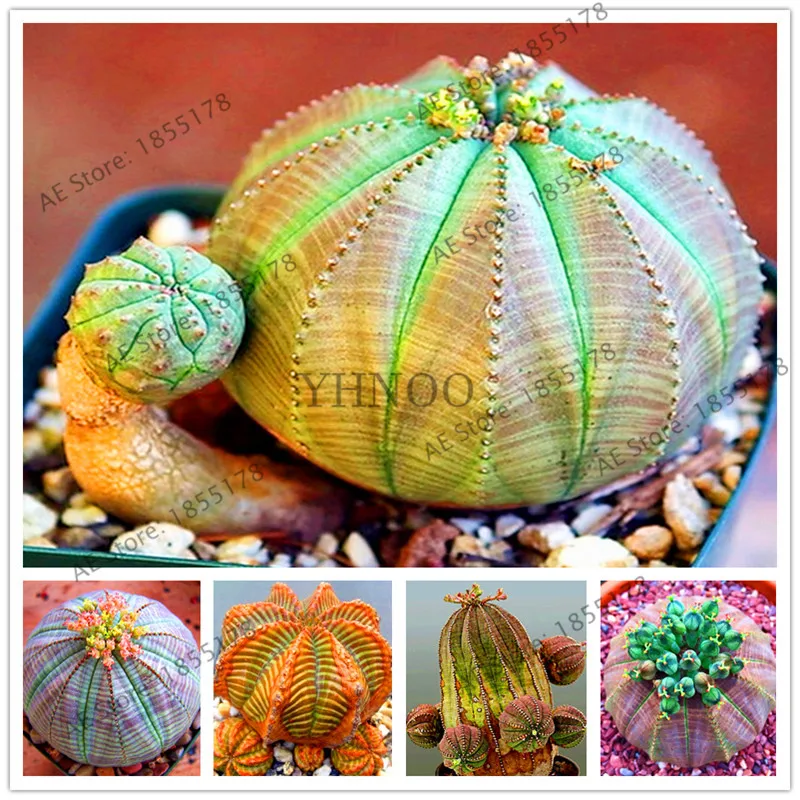 Euphorbia obesa flower,100 pcs/bag Real mini Euphorbia obesa flores perennial plant,bonsai plant for home garden
Euphorbia obesa flower,100 pcs/bag Real mini Euphorbia obesa flores perennial plant,bonsai plant for home garden