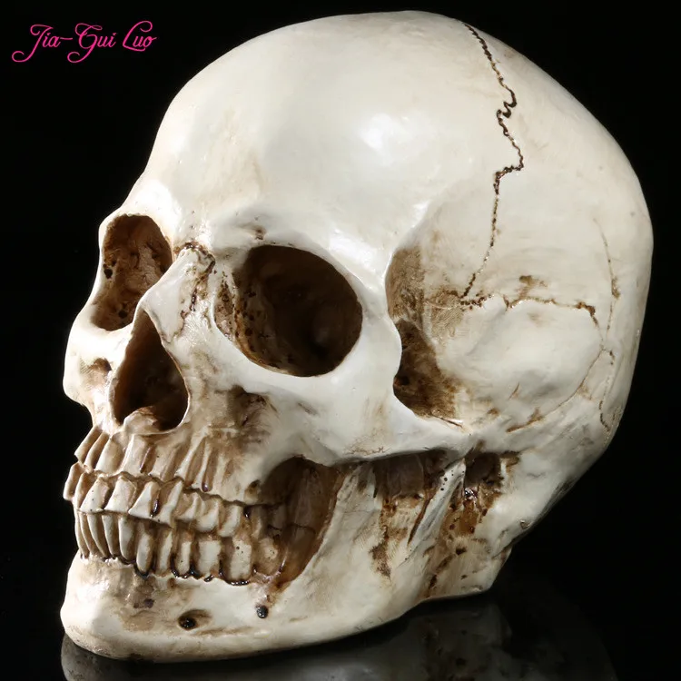JIA-GUI LUO Resin Crafts Analog Skull Paintings Sculpture Human Muscles Anatomical Models Decorative Art Decoration B004
JIA-GUI LUO Resin Crafts Analog Skull Paintings Sculpture Human Muscles Anatomical Models Decorative Art Decoration B004