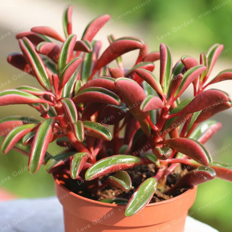 100 PCS Potted Bonsai Rare Peperomia Claveolens Bonsai Exotic Blooms The Budding Rate 95% For Gift Home Garden
100 PCS Potted Bonsai Rare Peperomia Claveolens Bonsai Exotic Blooms The Budding Rate 95% For Gift Home Garden