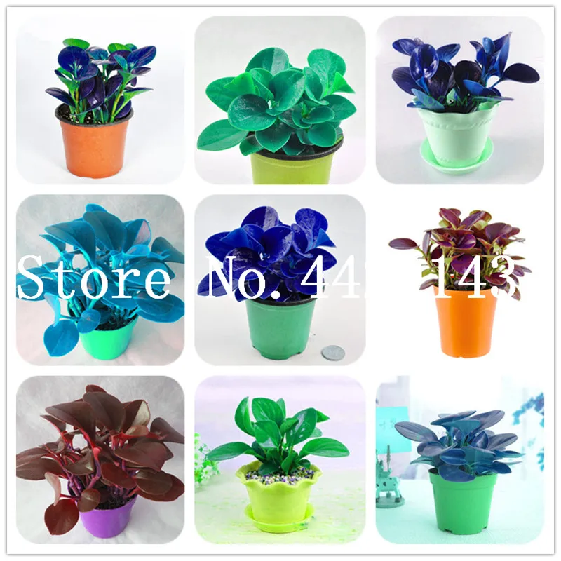Hot Sale! 100 Pcs Rare Chinese Rare Peperomia plant Variety Bonsai Tree Garden Novel Plants Anti-Radiation,DIY Home Garden
Hot Sale! 100 Pcs Rare Chinese Rare Peperomia plant Variety Bonsai Tree Garden Novel Plants Anti-Radiation,DIY Home Garden