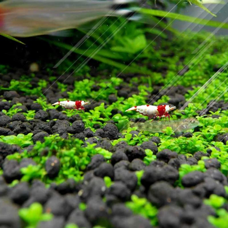 Fish Tank Decoration Water Grass Big pair of Leaves Quick Growth High Germination Rate Water Grass Seeds Aquarium Temple
Fish Tank Decoration Water Grass Big pair of Leaves Quick Growth High Germination Rate Water Grass Seeds Aquarium Temple