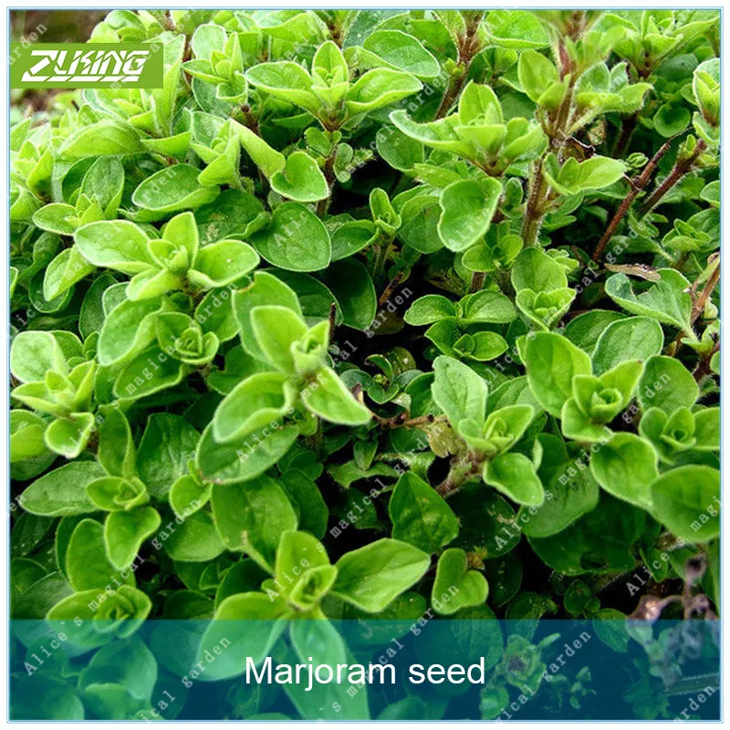 ZLKING 100pcs Marjoram Flower Bonsai Plants For Home Garden Popular Perennial Plants Exotic Succulent
ZLKING 100pcs Marjoram Flower Bonsai Plants For Home Garden Popular Perennial Plants Exotic Succulent