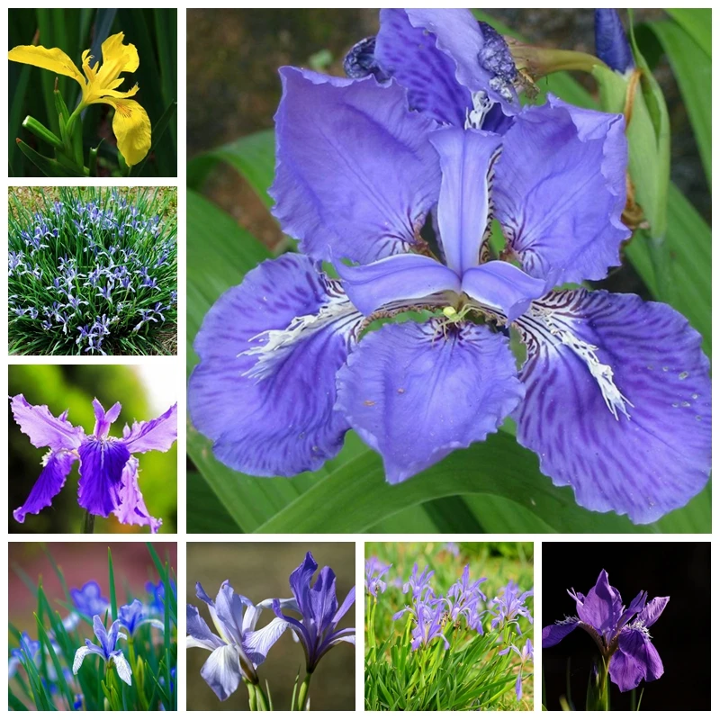 100 Pcs / bag Rare Iris Colours Bonsai Flower Heirloom Malan Tectorum Perennial Flore Plant For Home Garden Decor Easy to Grow
100 Pcs / bag Rare Iris Colours Bonsai Flower Heirloom Malan Tectorum Perennial Flore Plant For Home Garden Decor Easy to Grow