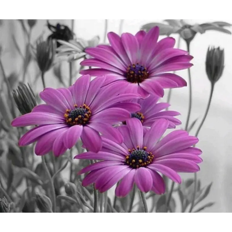 Needlework New Diy Diamond Painting cross-stitch Sunflower Purple Flower Diamond Embroidery All Square Diamond Adornment Picture
Needlework New Diy Diamond Painting cross-stitch Sunflower Purple Flower Diamond Embroidery All Square Diamond Adornment Picture