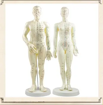 Acupuncture Model 50cm Male female with Base Human acupuncture meridians model Acupuncture Starter Kit
Acupuncture Model 50cm Male female with Base Human acupuncture meridians model Acupuncture Starter Kit
