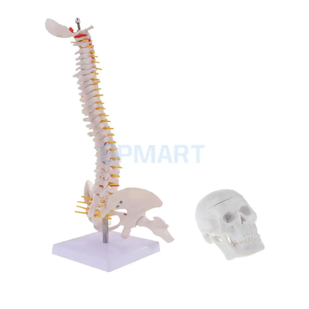 45cm Tall Human Spine with Pelvis Femur Anatomy Medical Model & Mini 6cm Head Skull Model Skeleton Collectibles
45cm Tall Human Spine with Pelvis Femur Anatomy Medical Model & Mini 6cm Head Skull Model Skeleton Collectibles