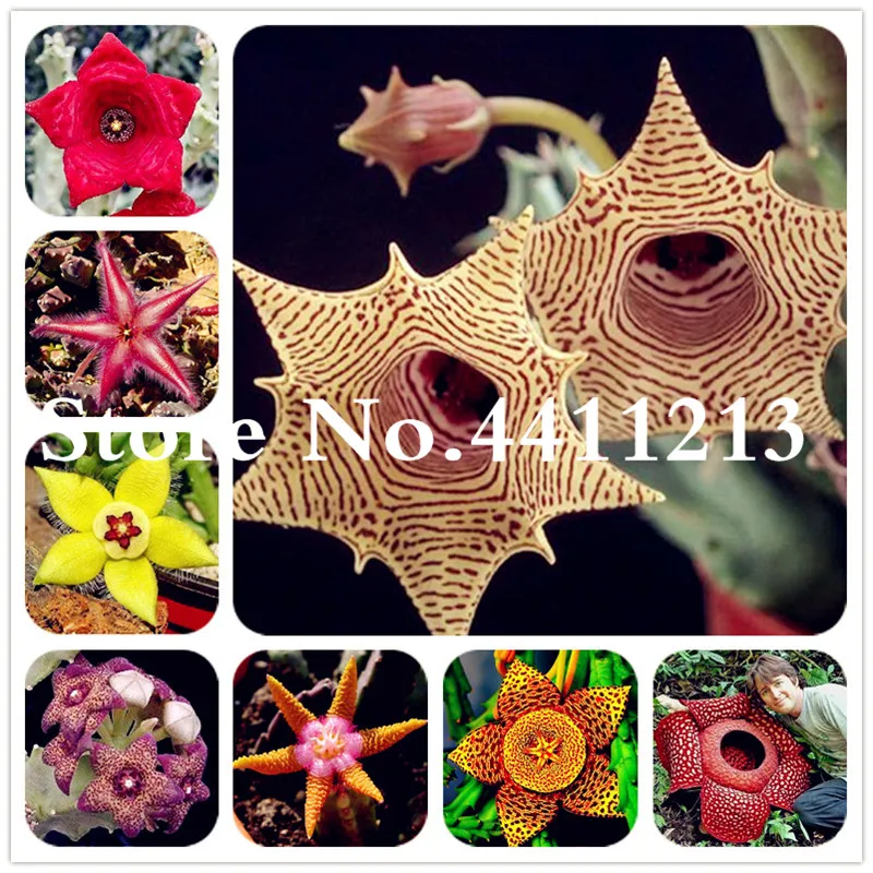 Free Shipping 120 Pcs Mix Succulent Plant Lotus Bonsai Plants Stapelia Pulchella Bonsai for Home & Garden Flower Pots Planters
Free Shipping 120 Pcs Mix Succulent Plant Lotus Bonsai Plants Stapelia Pulchella Bonsai for Home & Garden Flower Pots Planters