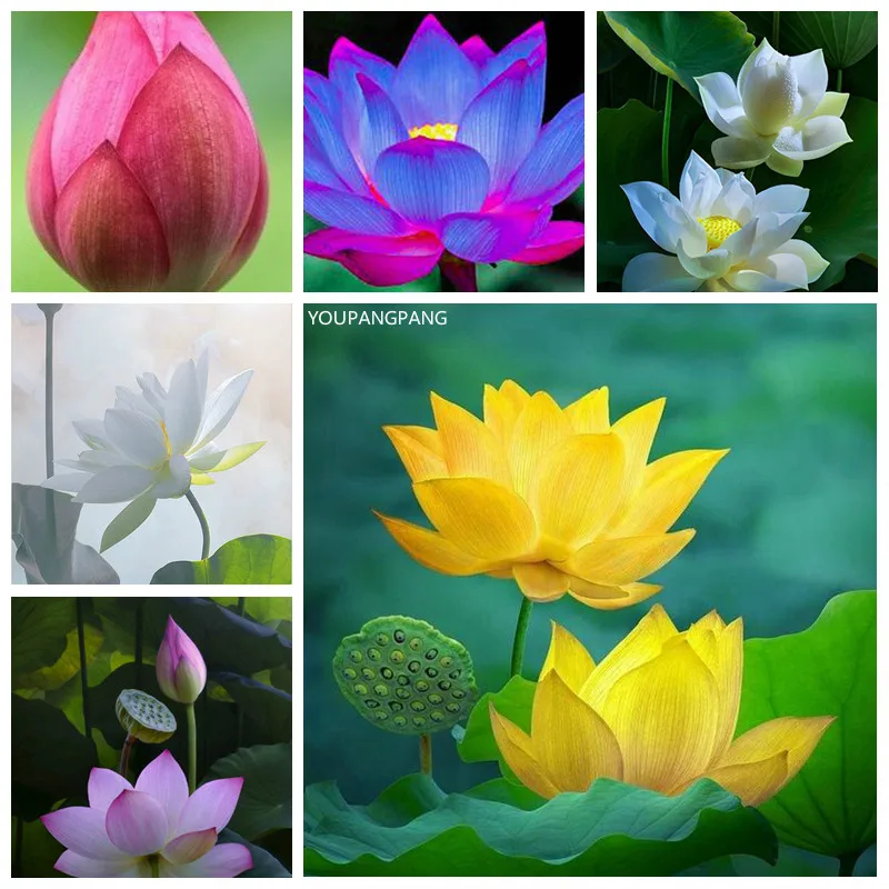 5pcs Mixed Bowl Lotus Flower Aquarium Water Lily bonsai Aquarios Plants Pool sflower for Garden Decoration
5pcs Mixed Bowl Lotus Flower Aquarium Water Lily bonsai Aquarios Plants Pool sflower for Garden Decoration