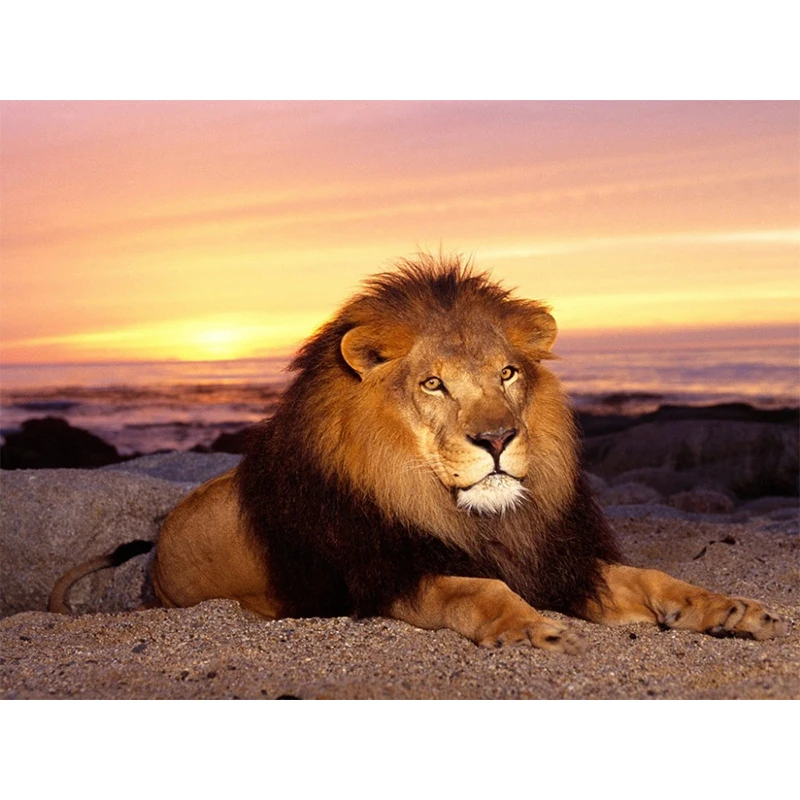 5D DIY lion family Diamond painting cross stitch full Diamond embroidery Europe Home decoration Rhinestone animal series
5D DIY lion family Diamond painting cross stitch full Diamond embroidery Europe Home decoration Rhinestone animal series