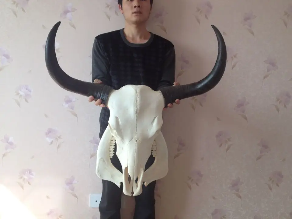 head Arts Crafts The bone ornaments handicrafts sheep bone specimens handicraft Tau
head Arts Crafts The bone ornaments handicrafts sheep bone specimens handicraft Tau