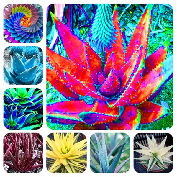 20Pcs Rainbow Aloe Bonsai Mixed Excellent Succulent Plants Aloe Vera plant Succulentas Rare Flower Home Garden Decor Bonsai
20Pcs Rainbow Aloe Bonsai Mixed Excellent Succulent Plants Aloe Vera plant Succulentas Rare Flower Home Garden Decor Bonsai