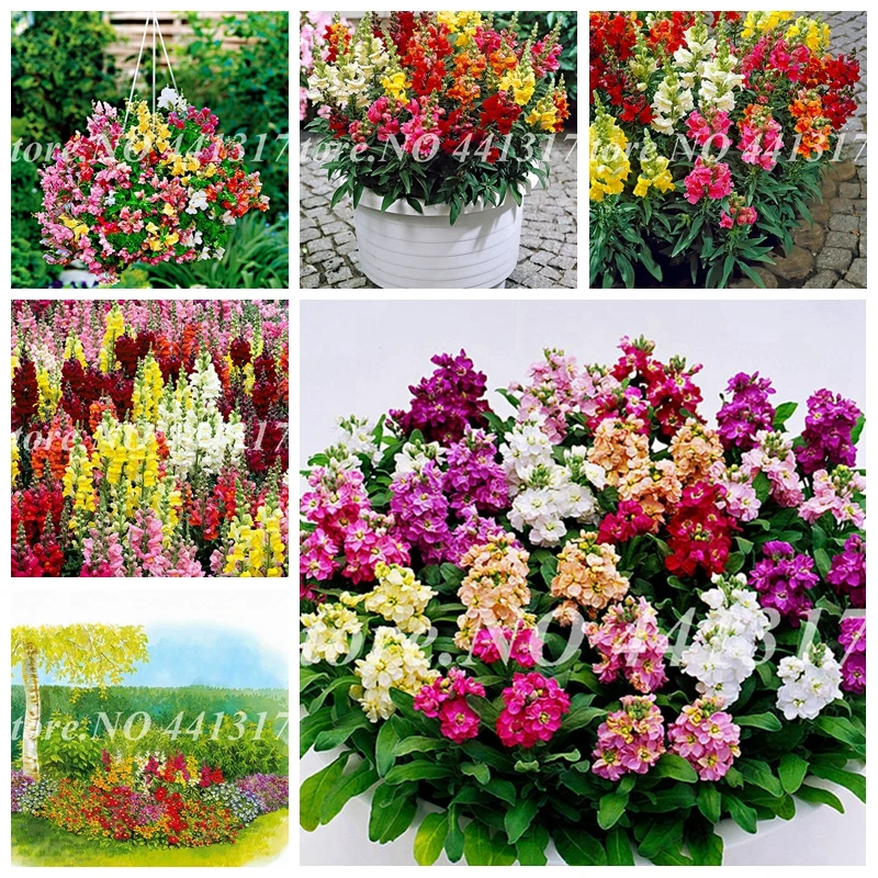 200 Pcs Colorful Snapdragon Bonsai Flower Heirloom Plant Outdoor & Indoor Charming Antirrhinum Majus Potted Garden Flore Planta
200 Pcs Colorful Snapdragon Bonsai Flower Heirloom Plant Outdoor & Indoor Charming Antirrhinum Majus Potted Garden Flore Planta