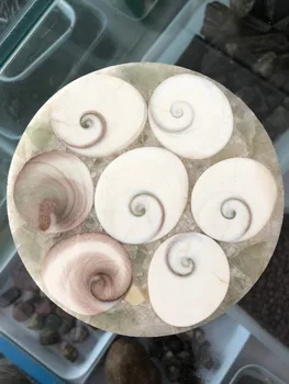Solar shell ammnite fossil natural Ammonite Shell Fossil Disc Madagascar whole ammonite fossil Cup holder modagascar fossil
Solar shell ammnite fossil natural Ammonite Shell Fossil Disc Madagascar whole ammonite fossil Cup holder modagascar fossil