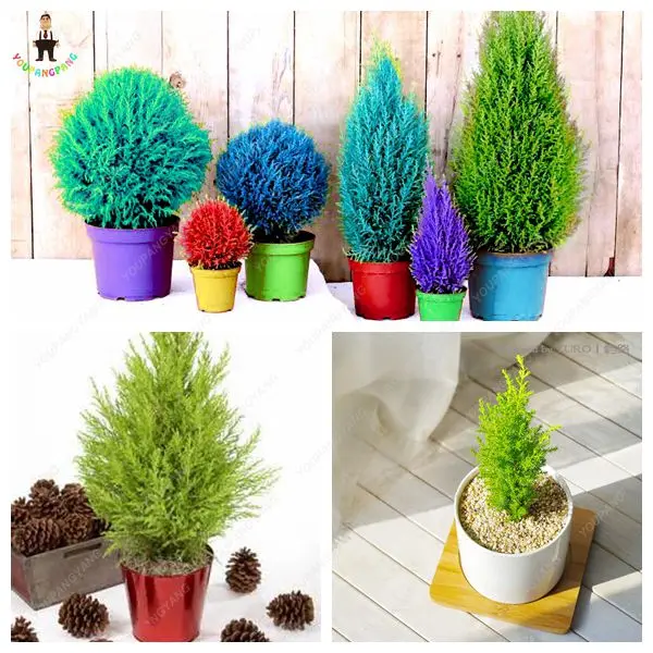 New!50PCS Mini Multicolor ITALIAN CYPRESS Tree plants Popular Bonsai plants Perennial Potted Plants for DIY Home&Garden Planting
New!50PCS Mini Multicolor ITALIAN CYPRESS Tree plants Popular Bonsai plants Perennial Potted Plants for DIY Home&Garden Planting