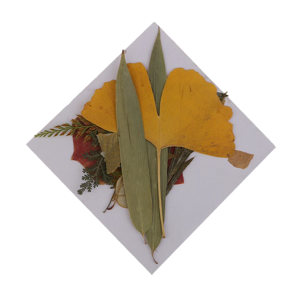 16 Pieces Natural Real Dried Flowers Leaves for Art Craft DIY Candle Ornament Resin Ornament Jewelry Making