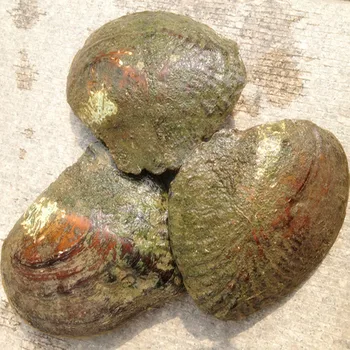 Big Wild Freshwater Oyster Monster 10 years 20-30 pcs Random Color/Shape Pearls Mussel Farm Supply Vacuum Packing 5PCS ZB002
Big Wild Freshwater Oyster Monster 10 years 20-30 pcs Random Color/Shape Pearls Mussel Farm Supply Vacuum Packing 5PCS ZB002