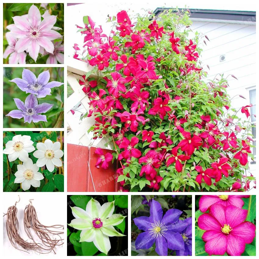 Beautiful Clematis Bulbs Rare Climbing Flower Bulbs Clematis Vines For DIY Home Garden Plant Tree Easy Grow 2 Buls
Beautiful Clematis Bulbs Rare Climbing Flower Bulbs Clematis Vines For DIY Home Garden Plant Tree Easy Grow 2 Buls