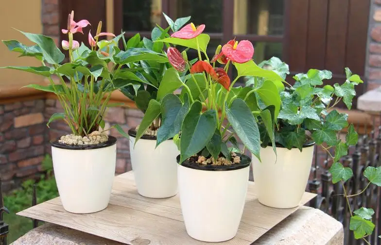2Set,Hydroponics Creative White Resin Lazy Automatic Watering Potted Plants Flower Plastic Office,Garden Supply
2Set,Hydroponics Creative White Resin Lazy Automatic Watering Potted Plants Flower Plastic Office,Garden Supply