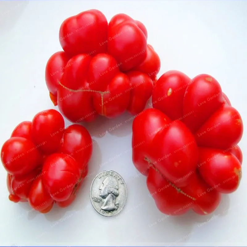 Giant Big Tomato Bonsai Extra Large Extra Tasty Tomato Organic Food Bonsai Vegetables Easy Growing Bonsai Pot Plant 100 Pcs
Giant Big Tomato Bonsai Extra Large Extra Tasty Tomato Organic Food Bonsai Vegetables Easy Growing Bonsai Pot Plant 100 Pcs