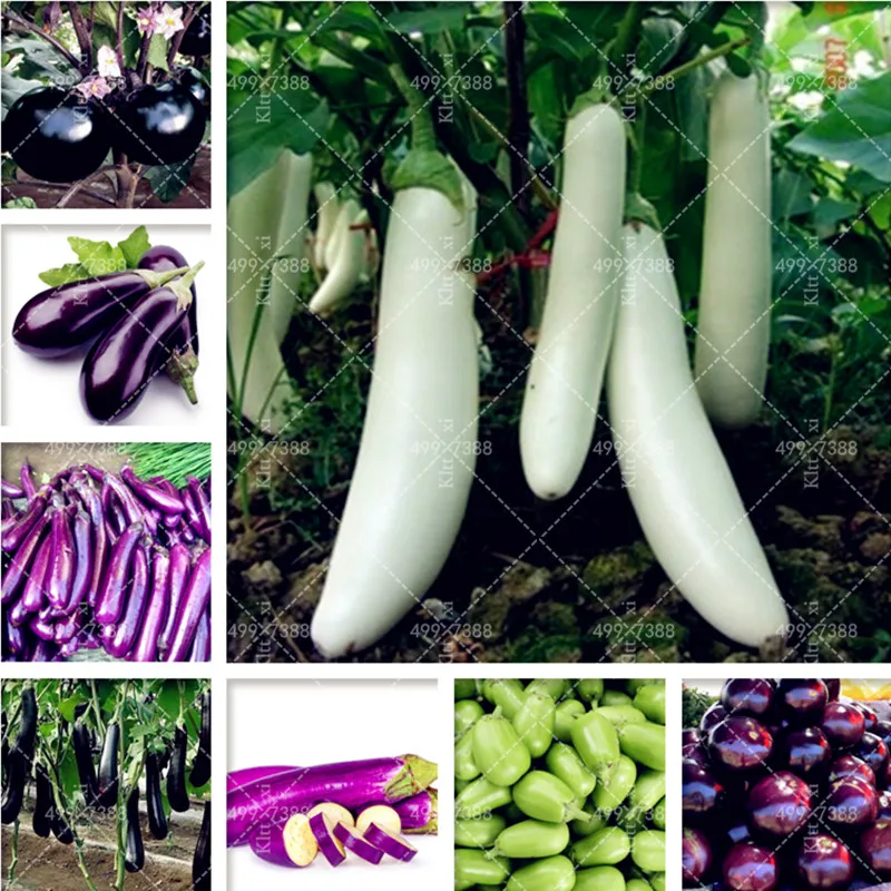200 pcs Purple round eggplant Bonsai,Organic vegetable, Flower Potted Plant Garden Fruit And Vegetables Bonsai for Home Garden
200 pcs Purple round eggplant Bonsai,Organic vegetable, Flower Potted Plant Garden Fruit And Vegetables Bonsai for Home Garden