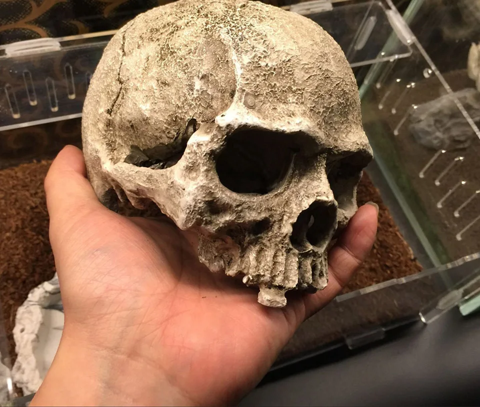 Reptile simulated skull declaration grain stone resin material Scorpion Spider Snake Lizard beeding house box feed
Reptile simulated skull declaration grain stone resin material Scorpion Spider Snake Lizard beeding house box feed