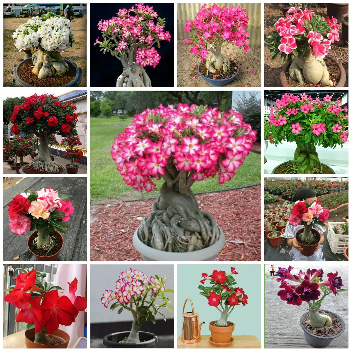 2Pcs True Adenium plants Exotic Mixed Desert Rose Bonsai Potted Flowers Balcony Desert-Rose Multi-Color Petals Succulent Tree
2Pcs True Adenium plants Exotic Mixed Desert Rose Bonsai Potted Flowers Balcony Desert-Rose Multi-Color Petals Succulent Tree