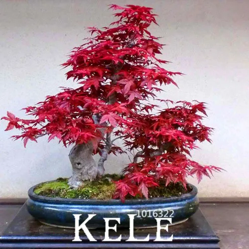 Big Promotion!30 PCS America Maple Plants Bonsai Trees Very Beautiful red Maple Garden,#3R16NN
Big Promotion!30 PCS America Maple Plants Bonsai Trees Very Beautiful red Maple Garden,#3R16NN