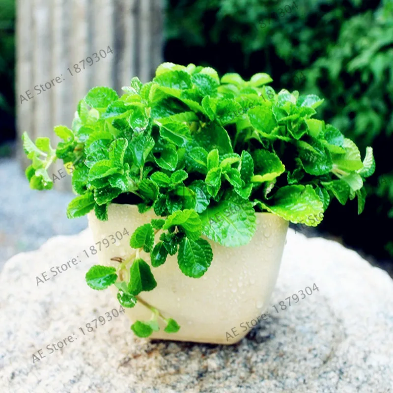 100pcs/bag Lemon Mint Bonsai,organic herb medicinal aroma Chinese herb Plantas for home garden planting
100pcs/bag Lemon Mint Bonsai,organic herb medicinal aroma Chinese herb Plantas for home garden planting