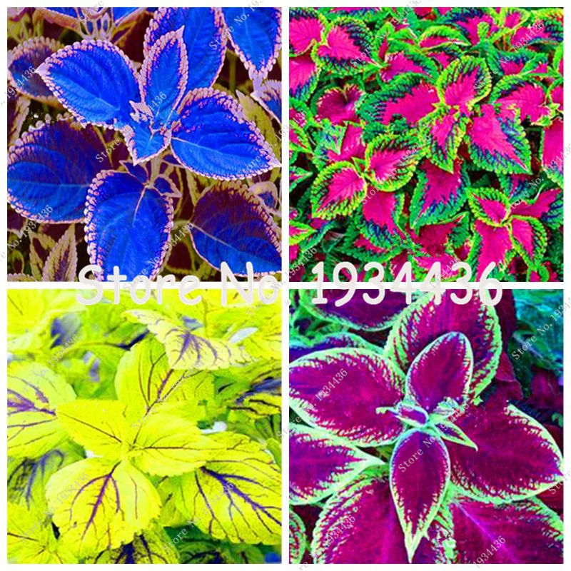 100% Real Coleus Blumei Seeds Rare Coleus Blumei Rainbow Mix Color Flower Seeds in Bonsai Plants-Home Garden Flower 100pcs/bag
100% Real Coleus Blumei Seeds Rare Coleus Blumei Rainbow Mix Color Flower Seeds in Bonsai Plants-Home Garden Flower 100pcs/bag