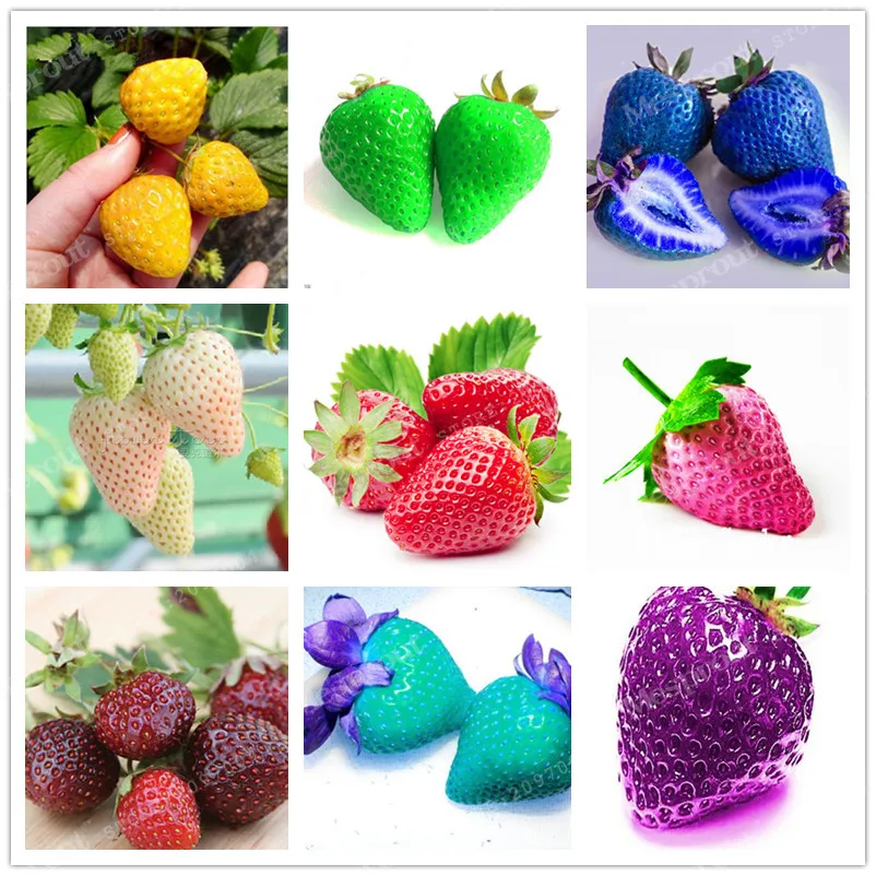 Delicious Multi-color Strawberry Bonsai 500PCS Black Blue White Strawberry Fruit Bonsai Potted Plants Home Garden True Variety
Delicious Multi-color Strawberry Bonsai 500PCS Black Blue White Strawberry Fruit Bonsai Potted Plants Home Garden True Variety