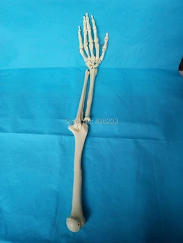 Human Medical skeleton Adult 1:1 hip bone Skull anatomy anatomical brain skull medical instruments training condoms mankin
Human Medical skeleton Adult 1:1 hip bone Skull anatomy anatomical brain skull medical instruments training condoms mankin