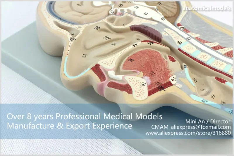 CMAM-BRAIN02 Brain Section Model -2