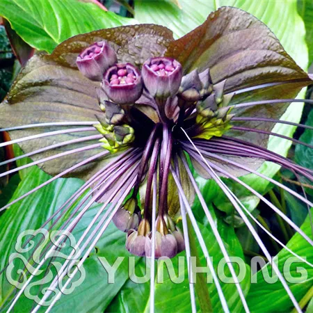 10pcs/bag Rare BLACK BAT Bonsai Beautiful Flower Bonsai The Budding Rate 95% Garden Plant Devil Flower Bonsai
10pcs/bag Rare BLACK BAT Bonsai Beautiful Flower Bonsai The Budding Rate 95% Garden Plant Devil Flower Bonsai