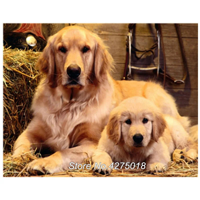 DIY 3D Diamond Embroidery Golden retriever Diamond painting Cross Stitch Full square Mosaic dog Picture Of Rhinestones YG899
DIY 3D Diamond Embroidery Golden retriever Diamond painting Cross Stitch Full square Mosaic dog Picture Of Rhinestones YG899