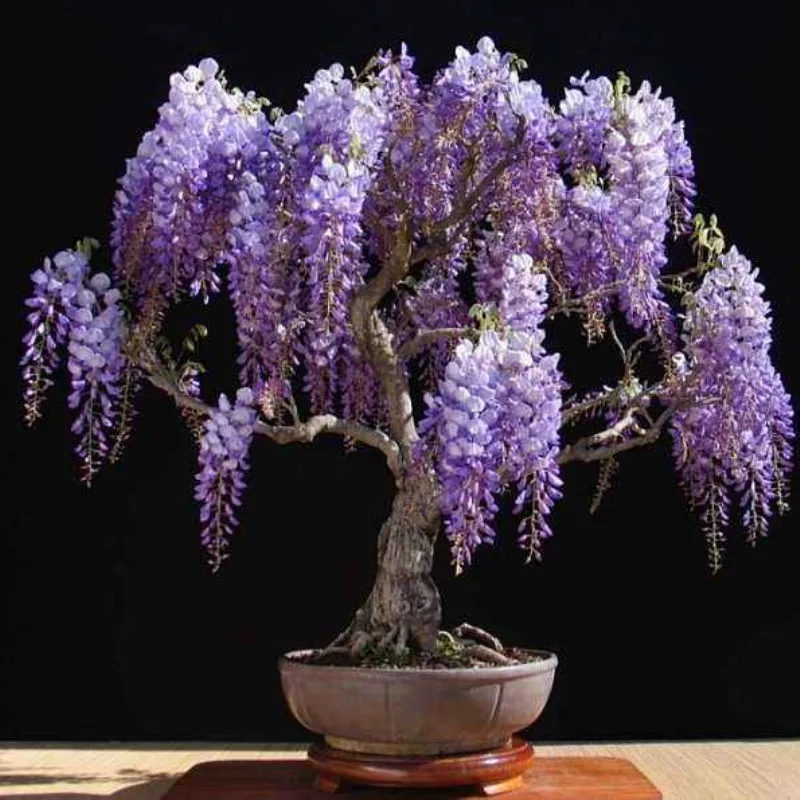 Bonsai Wisteria Seeds Outdoor&Indoor Plants Flowers Bean Plant Garden Flower Seedsplants House Plants Bonsai Garden Decoration
Bonsai Wisteria Seeds Outdoor&Indoor Plants Flowers Bean Plant Garden Flower Seedsplants House Plants Bonsai Garden Decoration